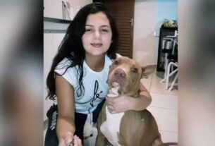 Pitt Bull ataca e mata tutora em Cidade Ocidental