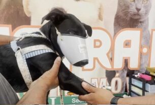 castracao-gratuita-caes-gatos-df
